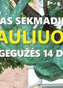 GERAS SEKMADIENIS ŠIAULIUOSE
